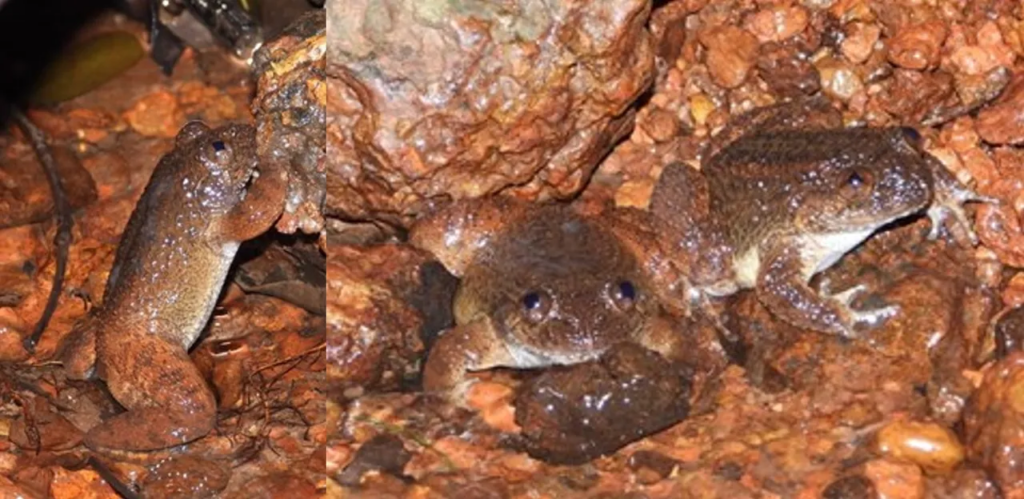 Nyctibatrachus kali 