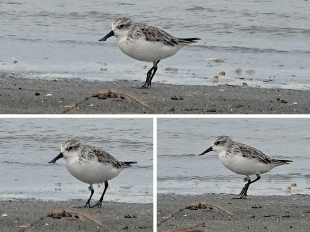 Critically Endangered Spoon-billed Sandpiper at Patibunia beach. Image by Dipayan Chakraborty 