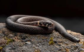 New Species of Animals and Plants Discovered in India this March (2026 update) 