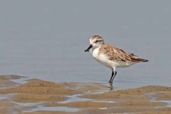 Critically Endangered Spoon-Billed Sandpiper Spotted in West Bengal