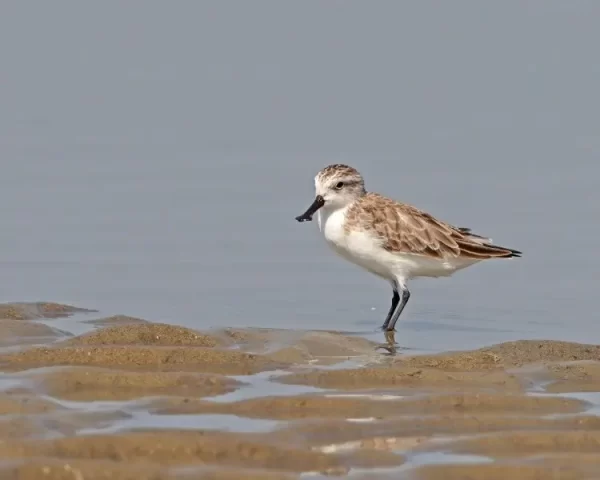 Critically Endangered Spoon-Billed Sandpiper Spotted in West Bengal