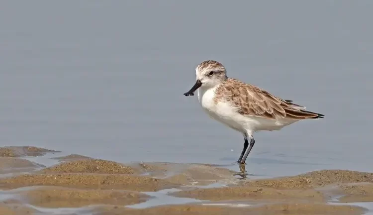 Spoon-billed sandpiper