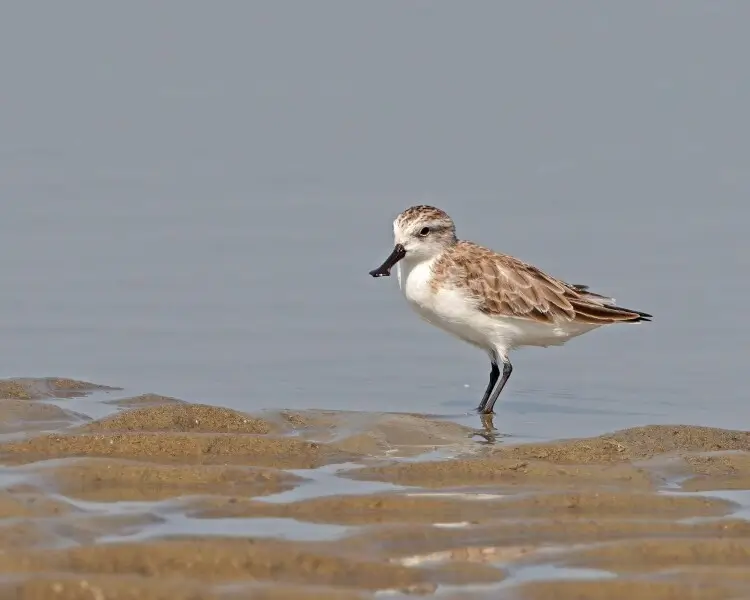 Spoon-billed sandpiper