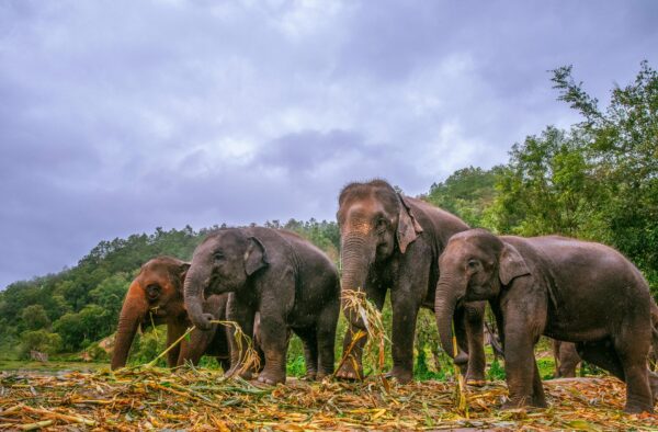 Changing Diets of Asian Elephants Due to Changes in Landscape
