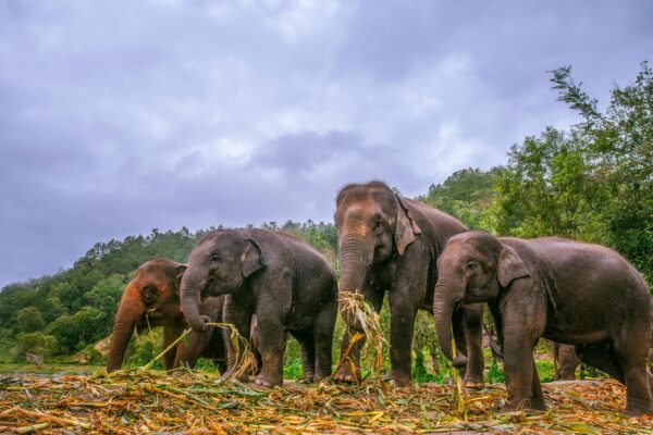 Changing Diets of Asian Elephants Due to Changes in Landscape