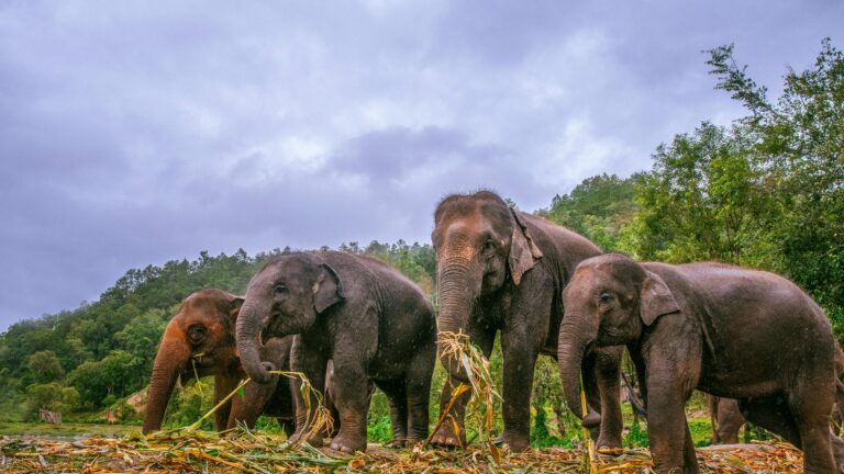 4 Asian Elephants eating