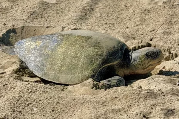 An Olive Ridley Turtle Just Laid Eggs in California. That Should Make Us Pay Attention