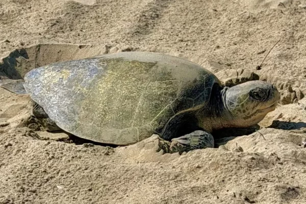 An Olive Ridley Turtle Just Laid Eggs in California. That Should Make Us Pay Attention