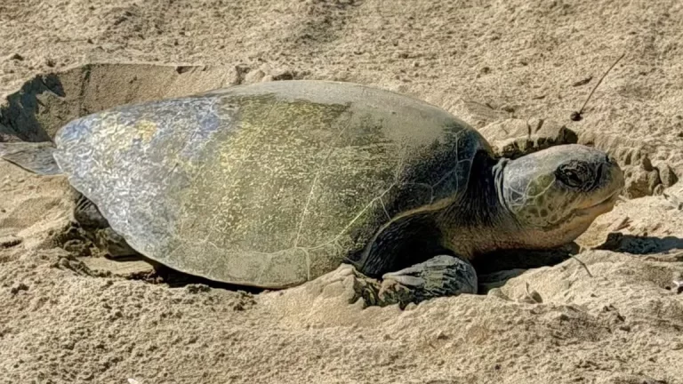 olive ridley turtle nesting in california