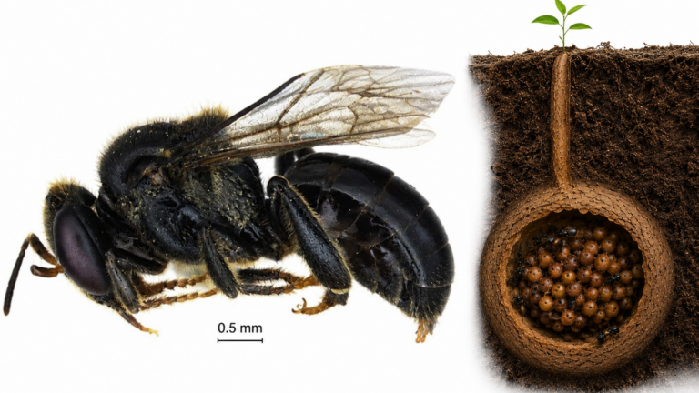 Tetragonula nagalandensis, stingless bee Nagaland