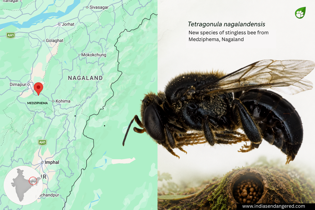 Tetragonula nagalandensis, new species of stingless bee discovered in Medziphema, Nagaland
