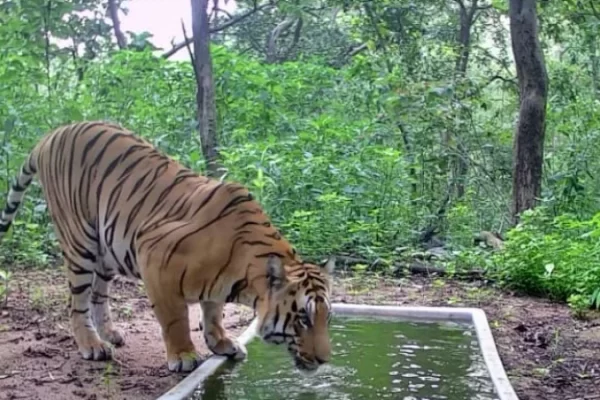 One Tiger, Two Potential Mates: Gujarat Considers a Matchmaking Plan
