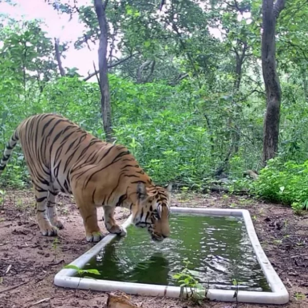 One Tiger, Two Potential Mates: Gujarat Considers a Matchmaking Plan